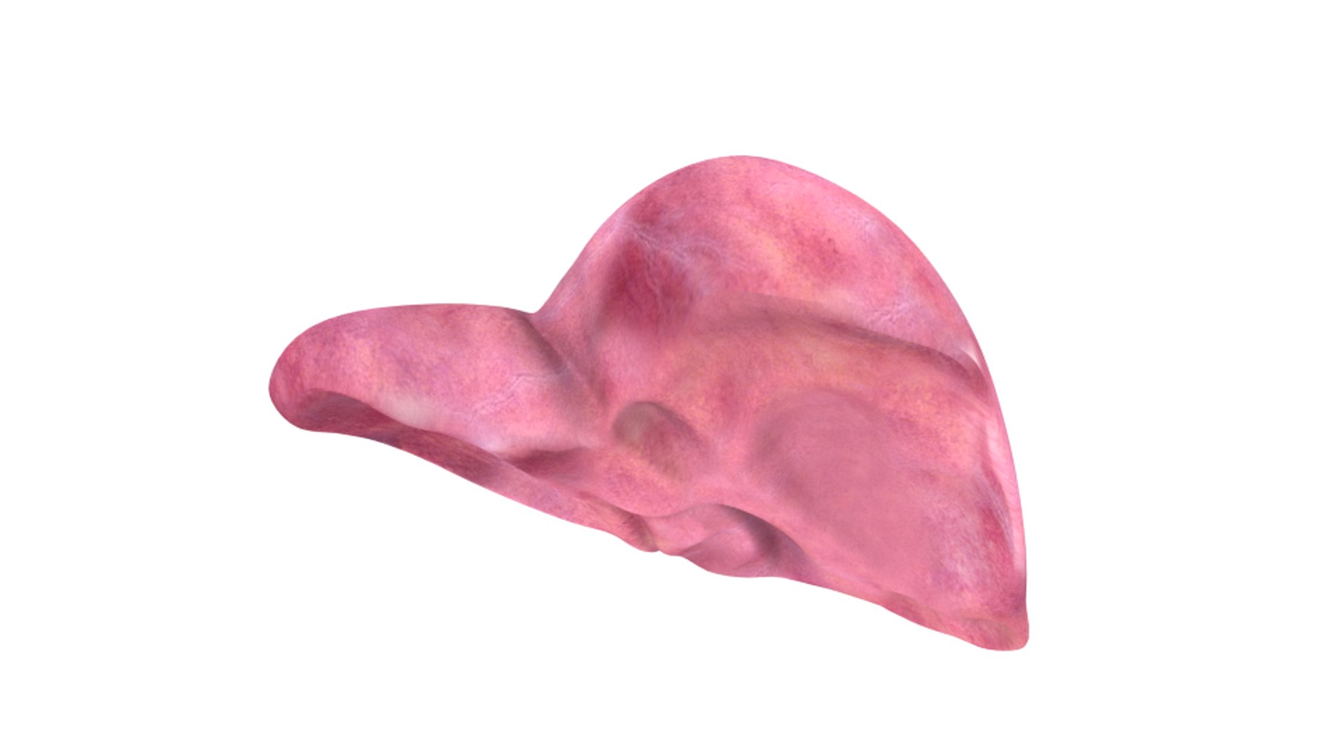 3d human liver https://p.turbosquid.com/ts-thumb/Cq/uTgh3S/pInSG2qO/back/png/1452348038/1920x1080/fit_q87/03a0ee11b5c841d4173a8ce3c0cabd1002d99e41/back.jpg
