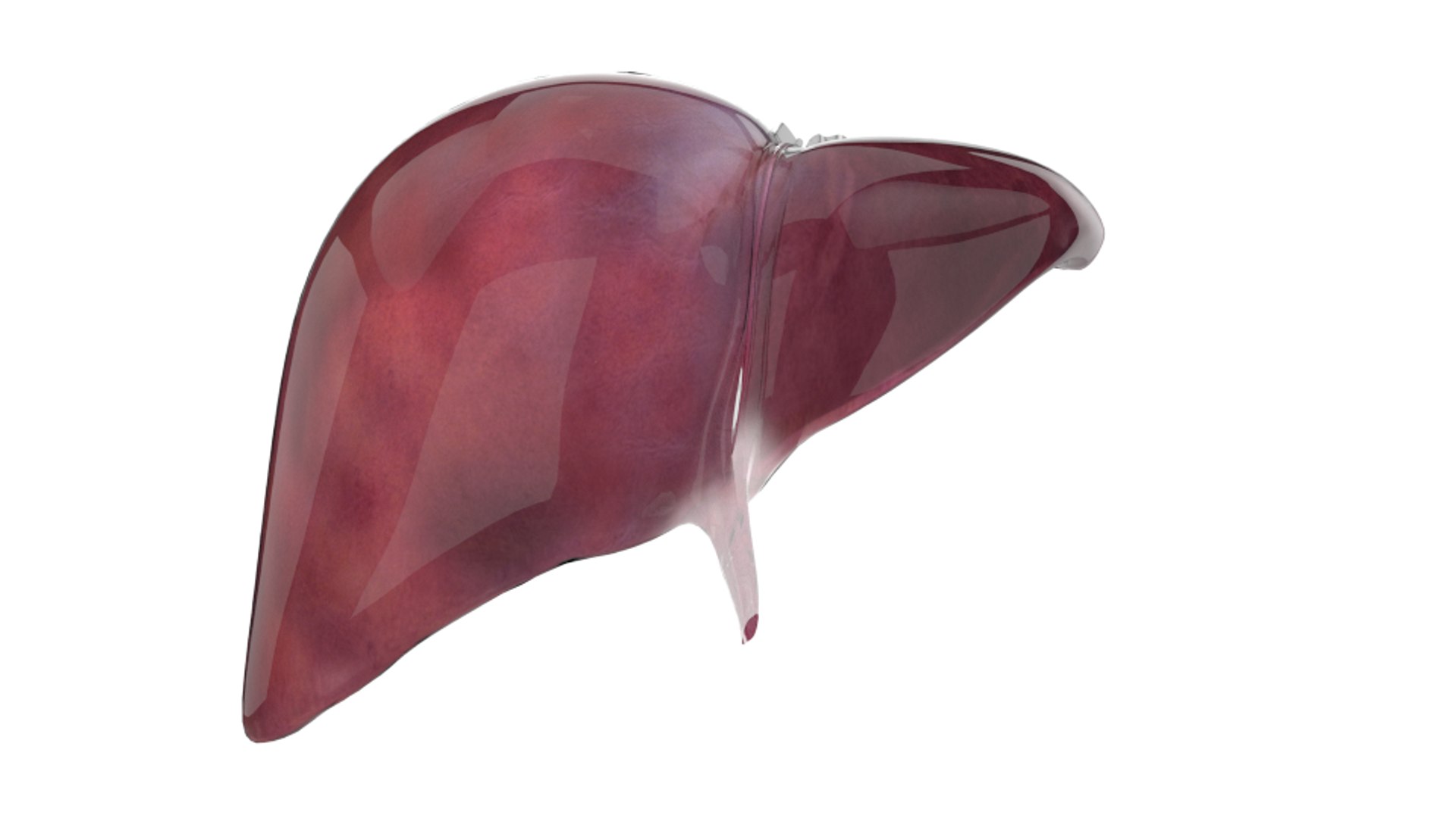 3d human liver https://p.turbosquid.com/ts-thumb/Cq/uTgh3S/r9J1r2LO/front_perit/png/1452348039/1920x1080/fit_q87/4c4913bb7bf4ad5fd311304ba2664e1794fbdd3e/front_perit.jpg