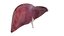 Human liver