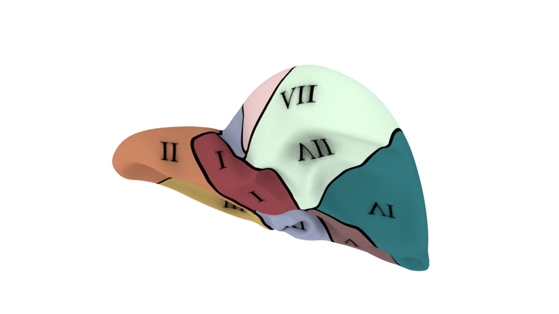 3d human liver https://p.turbosquid.com/ts-thumb/Cq/uTgh3S/t0HLEnaY/back_solid_segm/png/1452348038/1920x1080/fit_q87/8465842b30b543b2d5b90e40151feb405bbc65e4/back_solid_segm.jpg