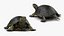 3D Turtles Collection 6