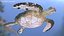 3D Turtles Collection 6