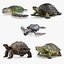 3D Turtles Collection 6
