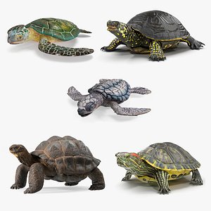 Turtles Collection 6