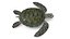 3D Turtles Collection 6
