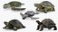 3D Turtles Collection 6
