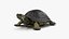 3D Turtles Collection 6