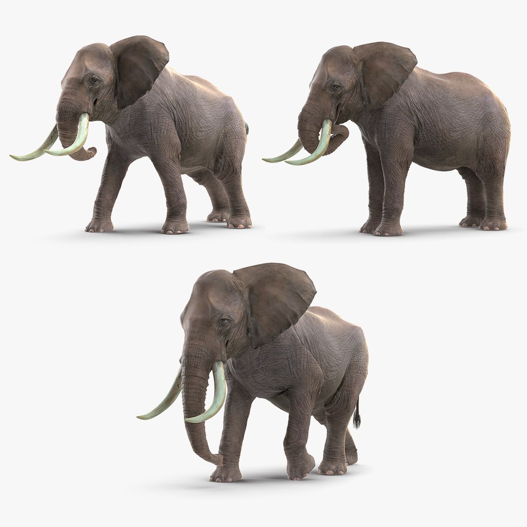 Animated Elephants Collection 3D model preview