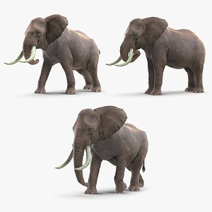 Animated Elephants Collection