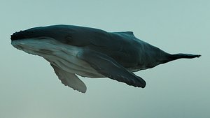 3d model humpback whale