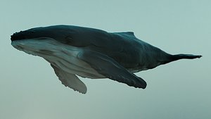 Humpback Whale