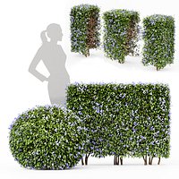 Dwarf Yaupon Holly flowering plants