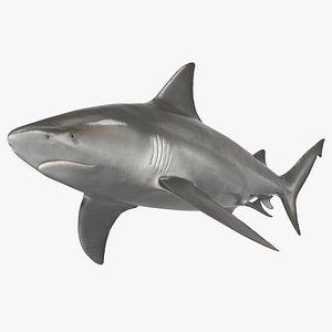 Bull Shark or Carcharhinus Leucas