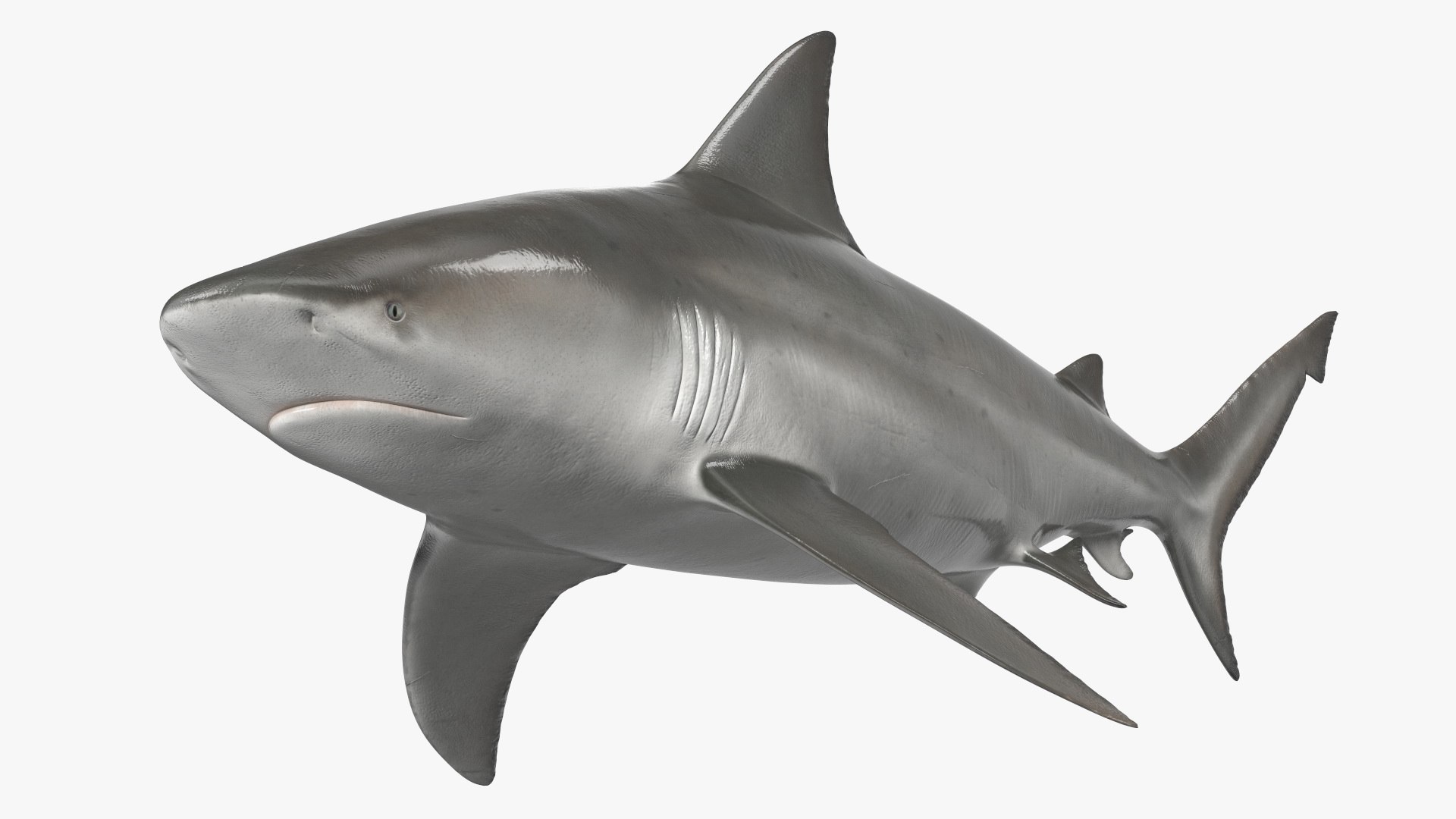 Bull Shark or Carcharhinus Leucas 3D model preview