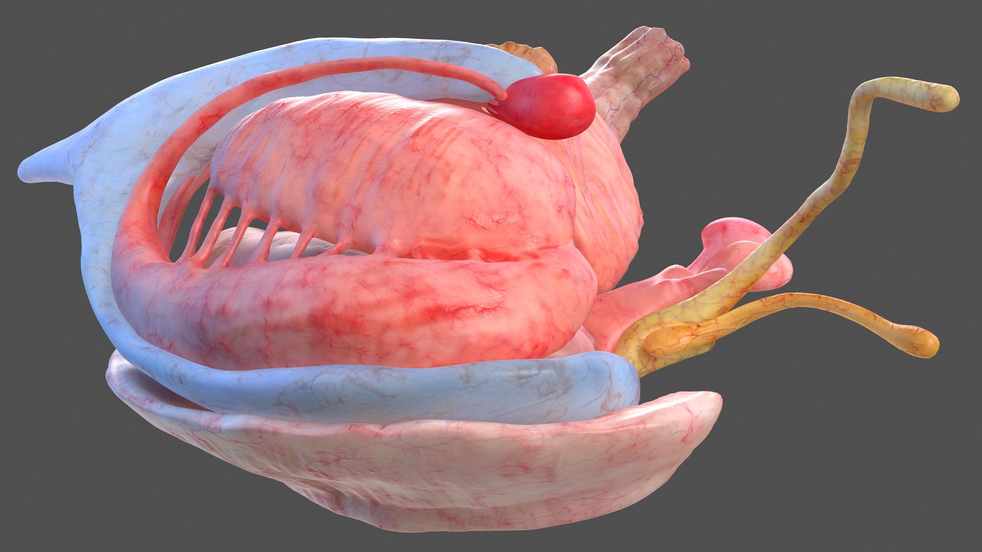 human brain midbrain left 3D model https://p.turbosquid.com/ts-thumb/Cr/T8UjzJ/3qsrLO86/humanbrainmidbrainleftc4dmodel012/jpg/1572526185/1920x1080/fit_q87/b5db7084c328135550335ecc4d5855f3cadde612/humanbrainmidbrainleftc4dmodel012.jpg
