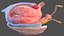 Human Brain Midbrain Left