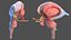 Human Brain Midbrain Left