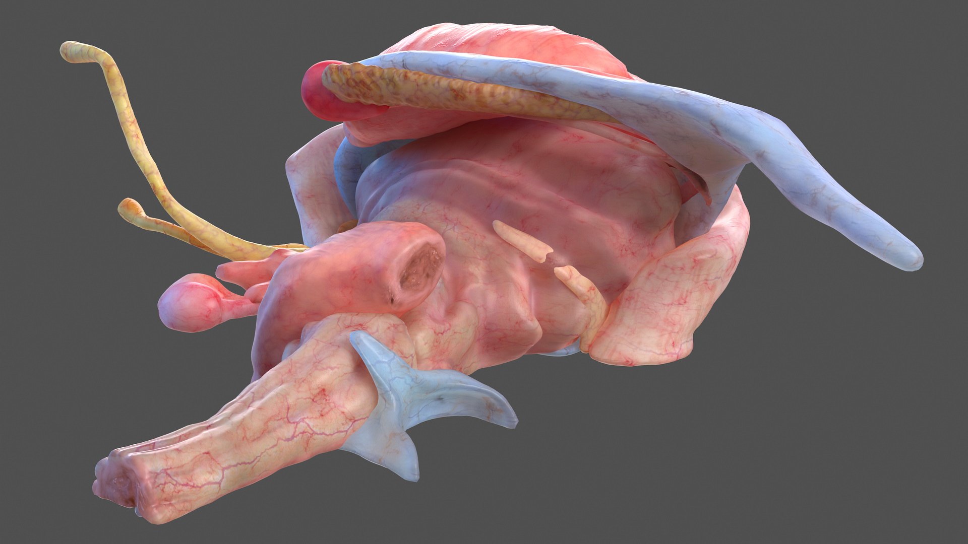human brain midbrain left 3D model https://p.turbosquid.com/ts-thumb/Cr/T8UjzJ/GdsaQJ39/humanbrainmidbrainleftc4dmodel013/jpg/1572526189/1920x1080/fit_q87/d3c0fcd28f66a9374e10e4a88aee6af33c9d9b05/humanbrainmidbrainleftc4dmodel013.jpg