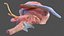 Human Brain Midbrain Left