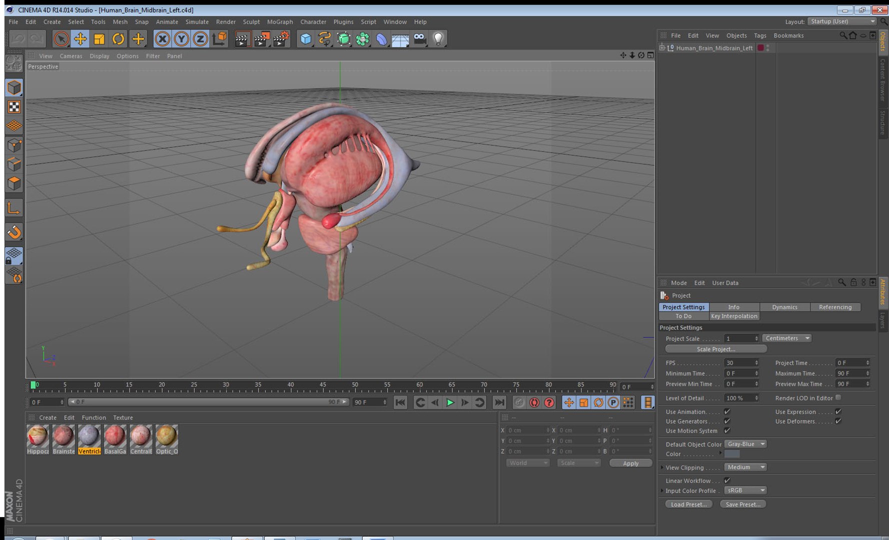human brain midbrain left 3D model https://p.turbosquid.com/ts-thumb/Cr/T8UjzJ/VlOQjeuC/humanbrainmidbrainleftc4dmodel020/jpg/1572526222/1920x1080/fit_q87/546bec01f30896e56ba9a910de64749b01122994/humanbrainmidbrainleftc4dmodel020.jpg