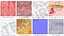 Human Brain Midbrain Left