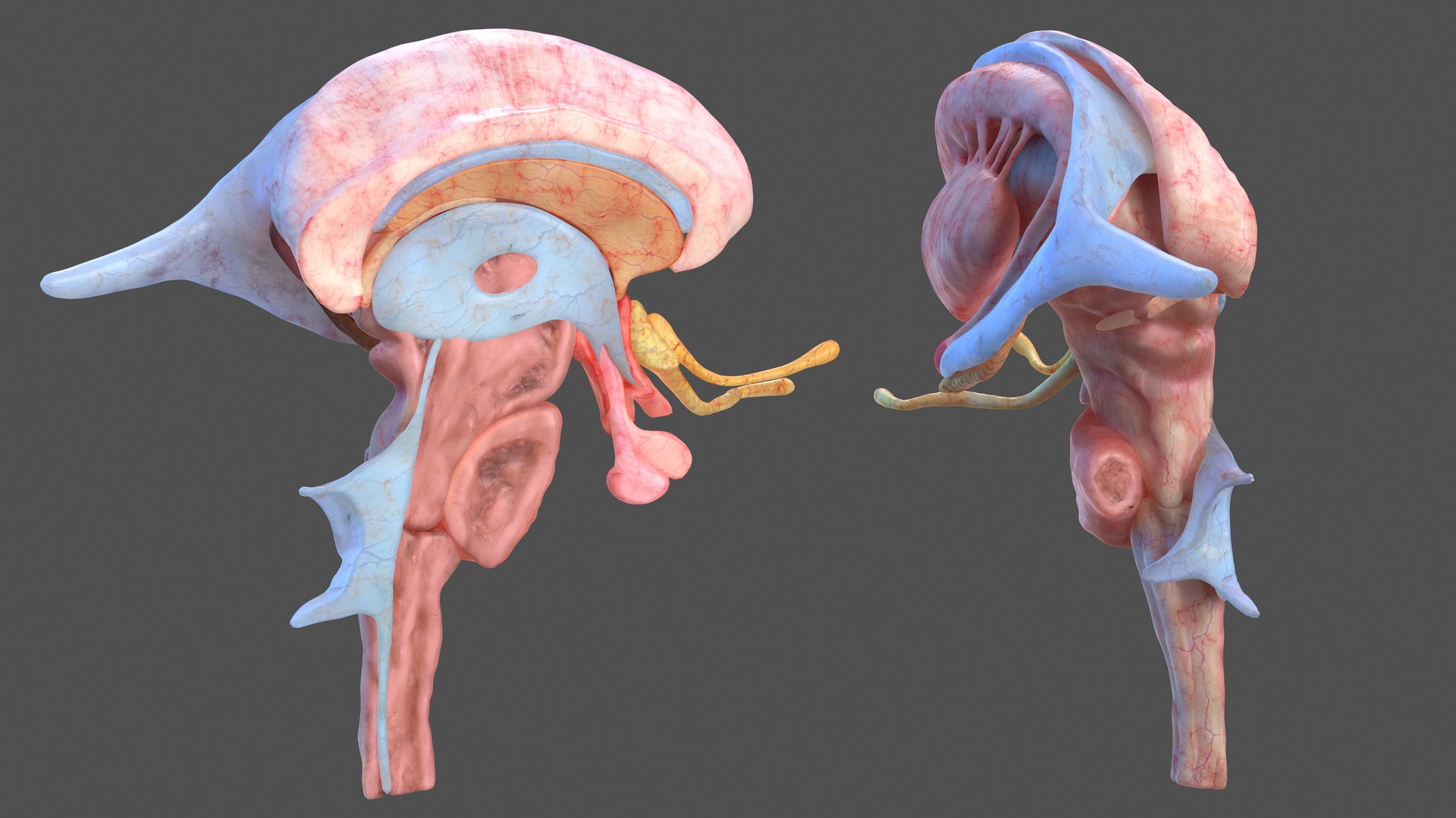 human brain midbrain left 3D model https://p.turbosquid.com/ts-thumb/Cr/T8UjzJ/ZhQFdfYY/humanbrainmidbrainleftc4dmodel008/jpg/1572526168/1920x1080/fit_q87/2c149f7a344cd8abee43d9cea23ec8181a93acce/humanbrainmidbrainleftc4dmodel008.jpg