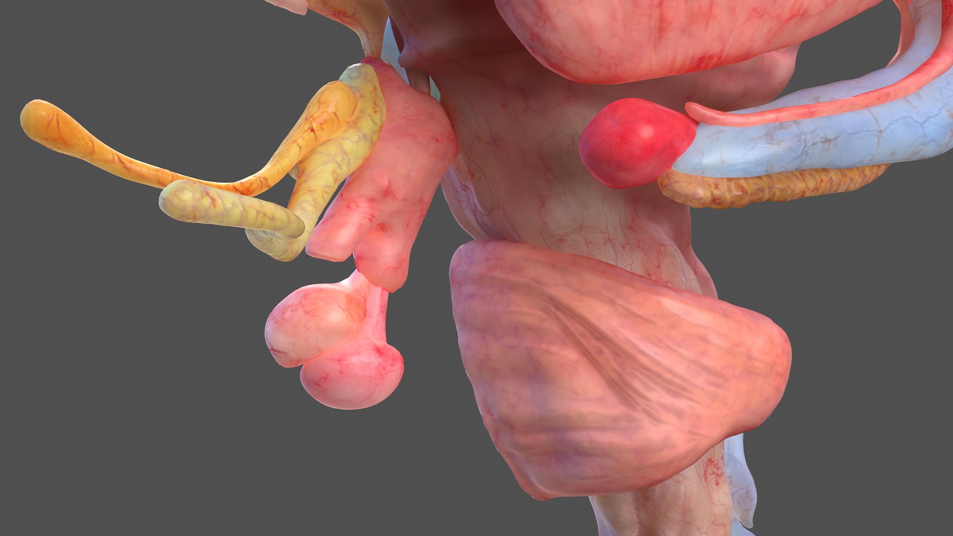 human brain midbrain left 3D model https://p.turbosquid.com/ts-thumb/Cr/T8UjzJ/emkoC0Rs/humanbrainmidbrainleftc4dmodel014/jpg/1572526194/1920x1080/fit_q87/3fefec89cfc202c6a5ec984e21d06dd63a50fa7f/humanbrainmidbrainleftc4dmodel014.jpg