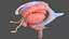 Human Brain Midbrain Left