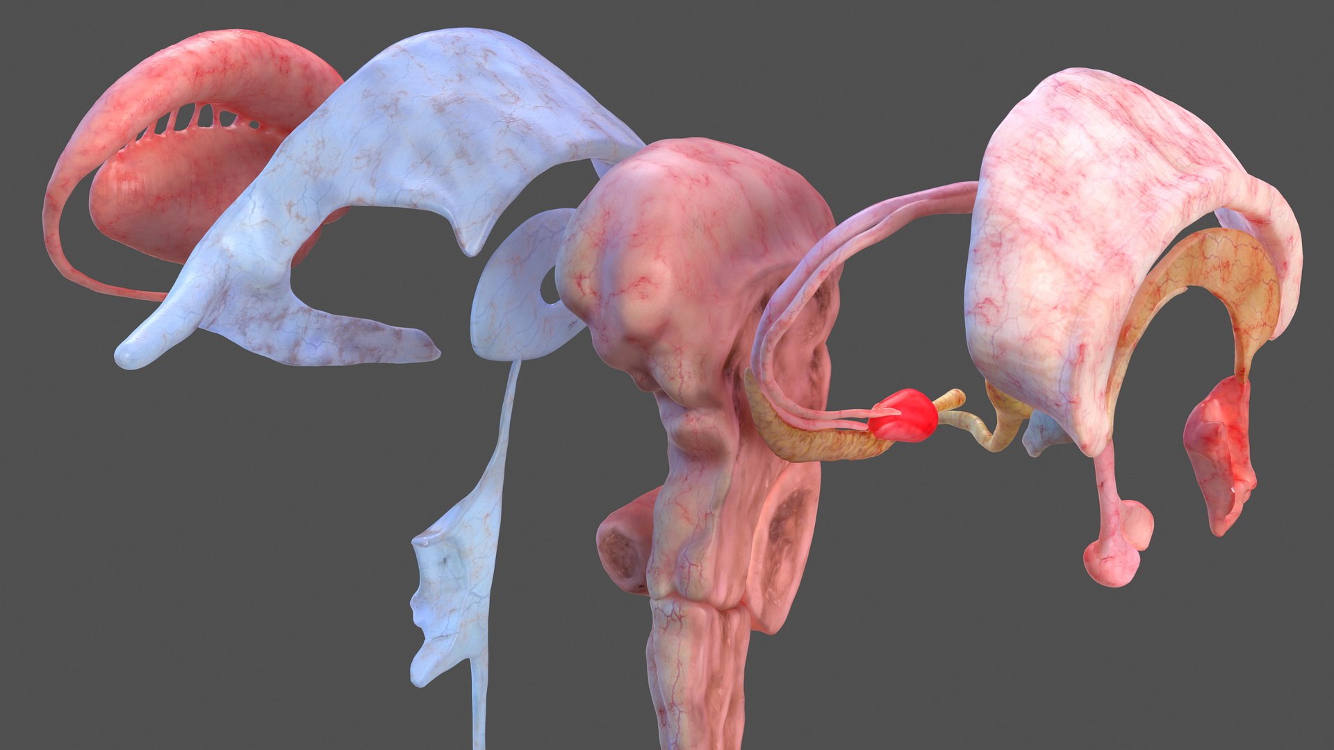 Human Brain Midbrain Left 3D Model - TurboSquid 1466612