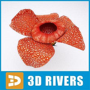 3d rafflesia flowering model