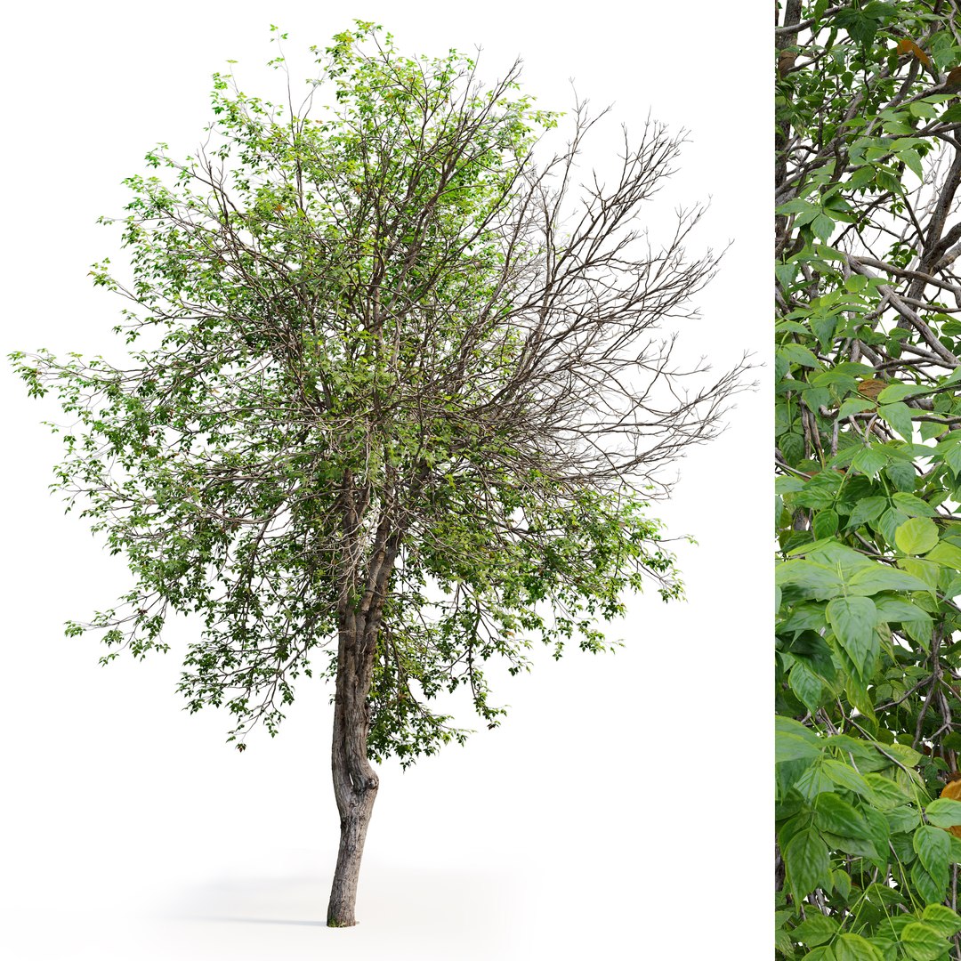 Boxelder Tree 3D Model - TurboSquid 1990937