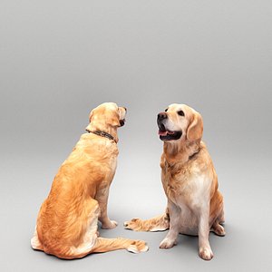 Golden retriever dog 23