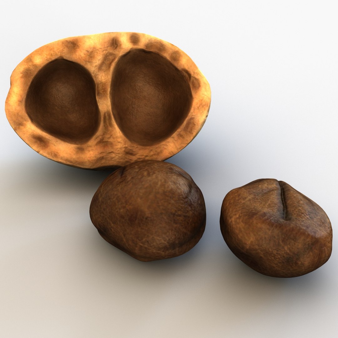 Mongongo Nut 2 3d Max