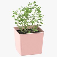 Oregano Herb