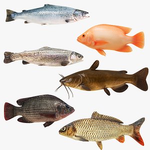 3D Freshwater Species Fish  6 in 1