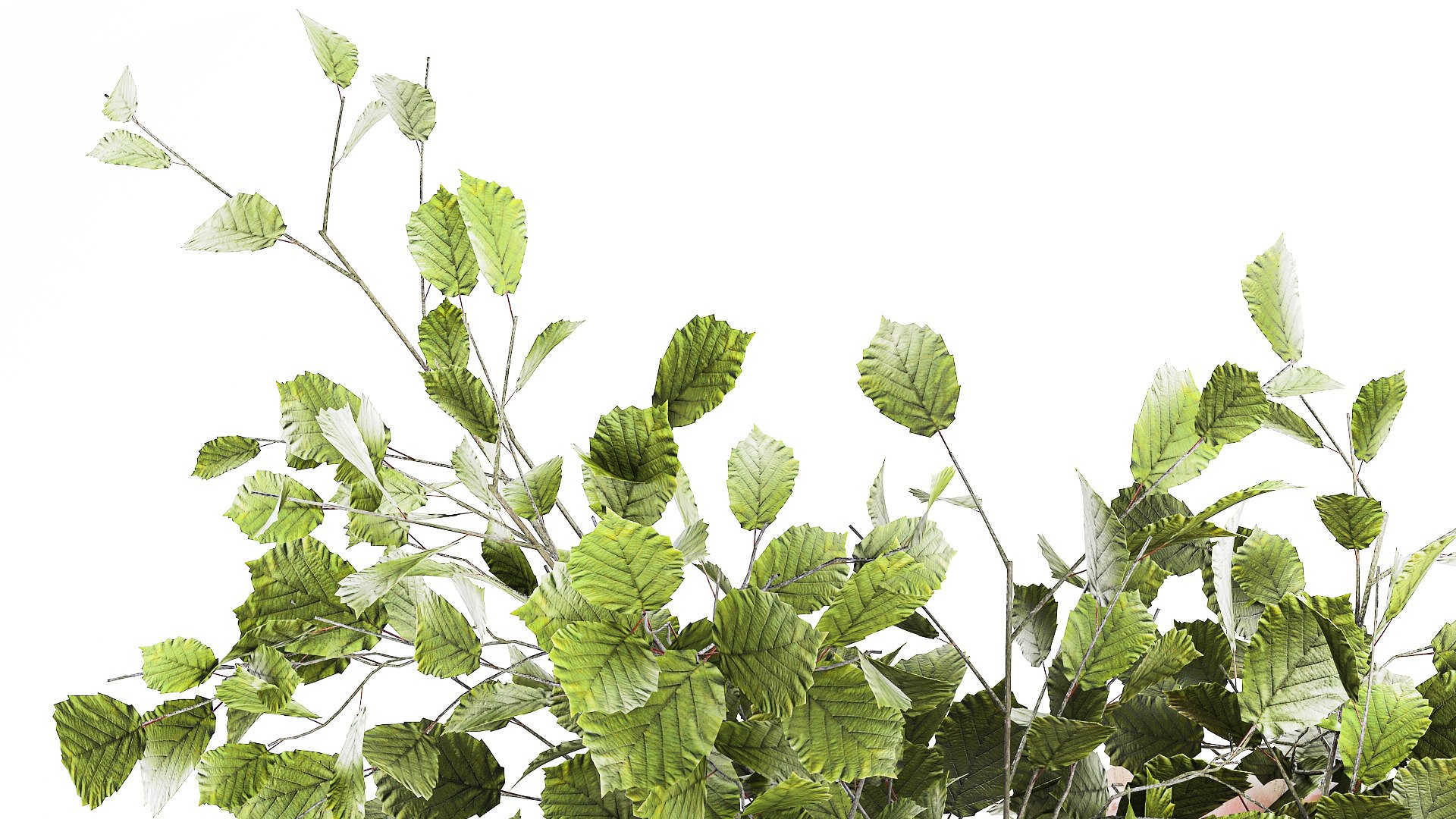 3D model Bouquet Flowers Branches Leaves Chrysanthemum 633 https://p.turbosquid.com/ts-thumb/Cr/o6ptU8/5Y/1bouquet260907/jpg/1759152222/1920x1080/fit_q87/4420c351576fadaf34f2eb0fe06983010605fc31/1bouquet260907.jpg