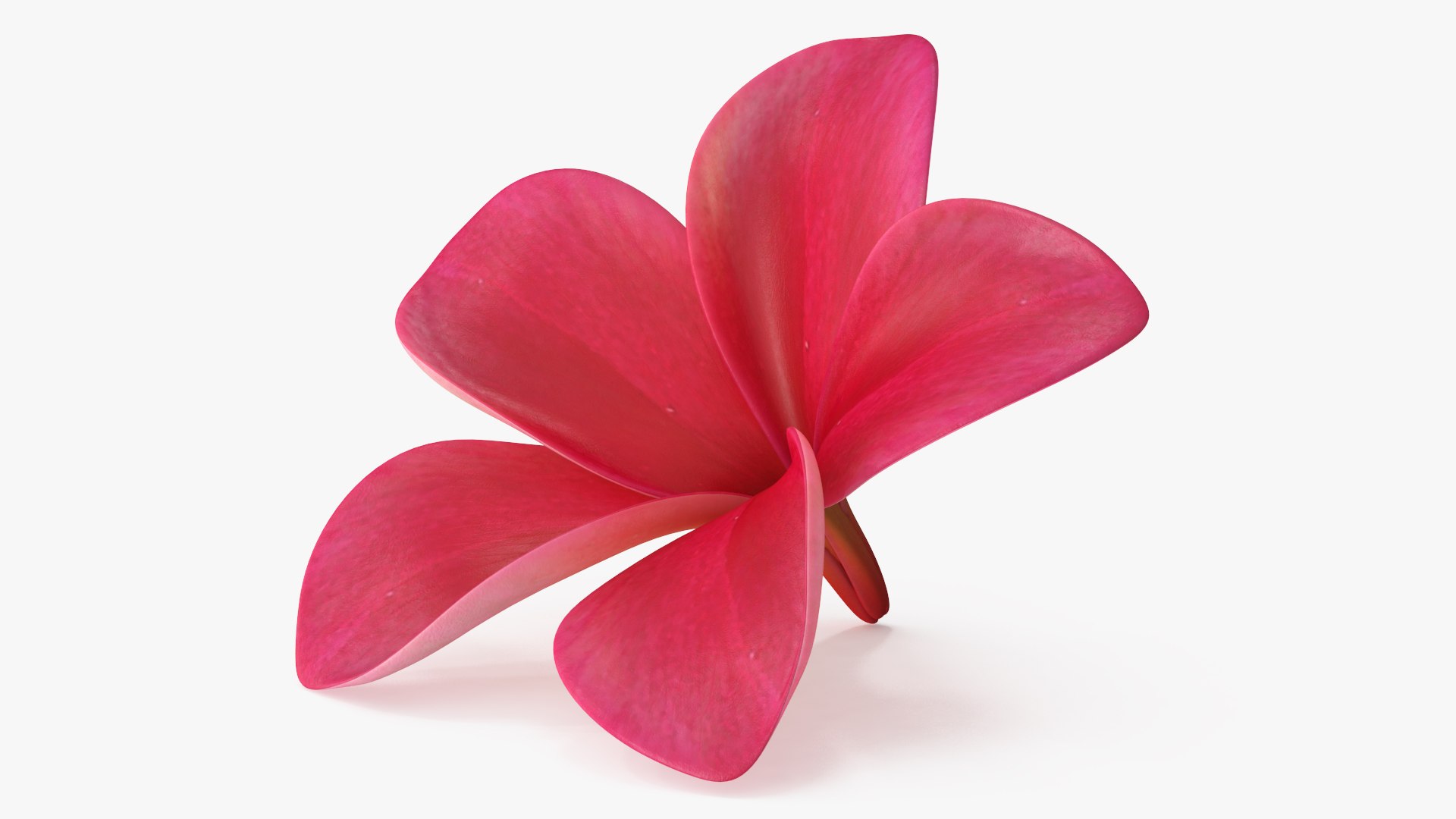 Tropical Plumeria Flower Open Red 3D model preview