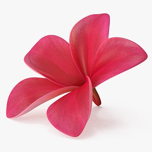 Tropical Plumeria Flower Open Red