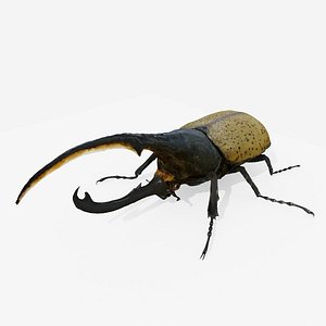 3D Hercules beetle