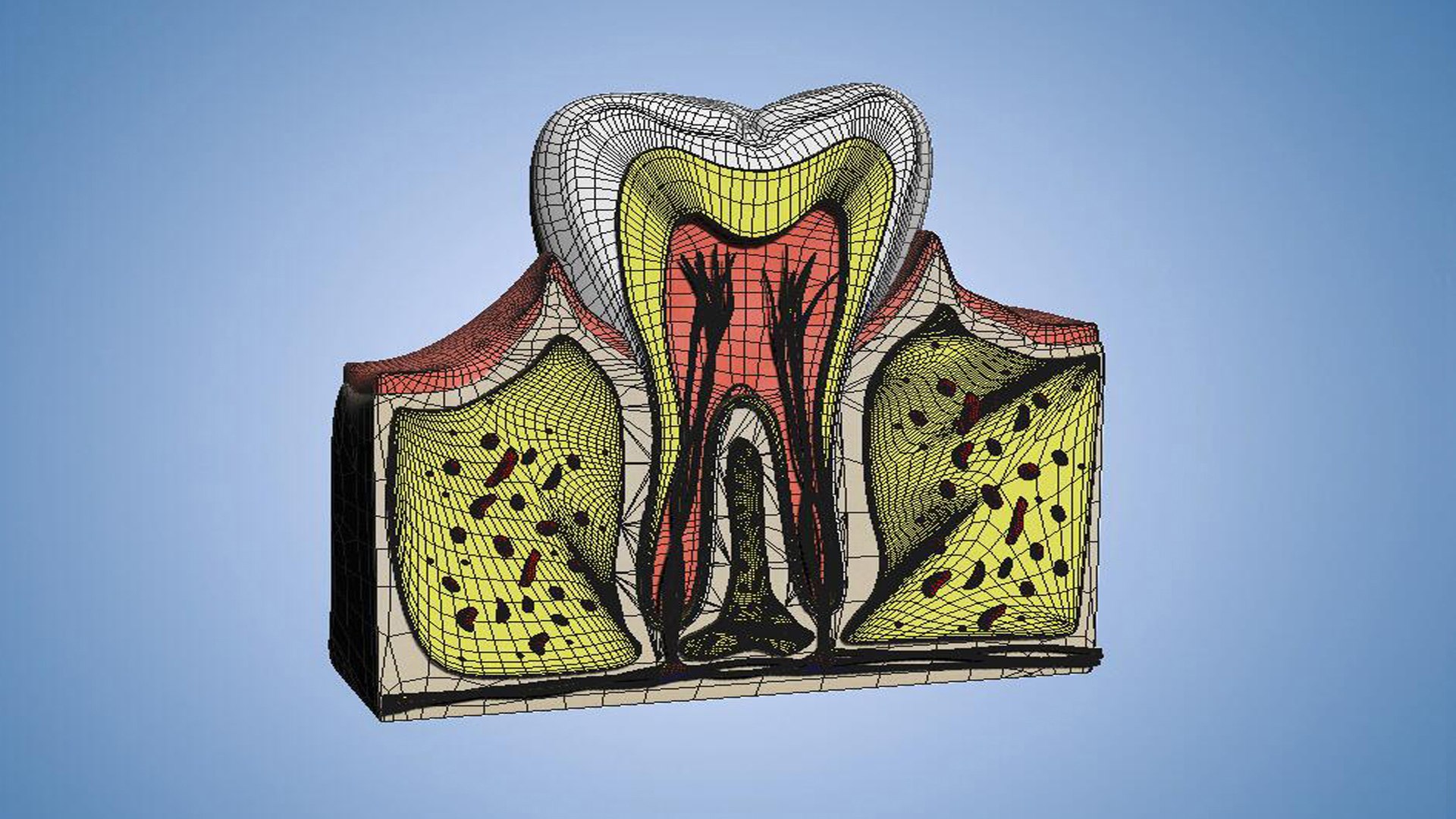 Medical Teeth Dental profile cortical structure of the gums ...