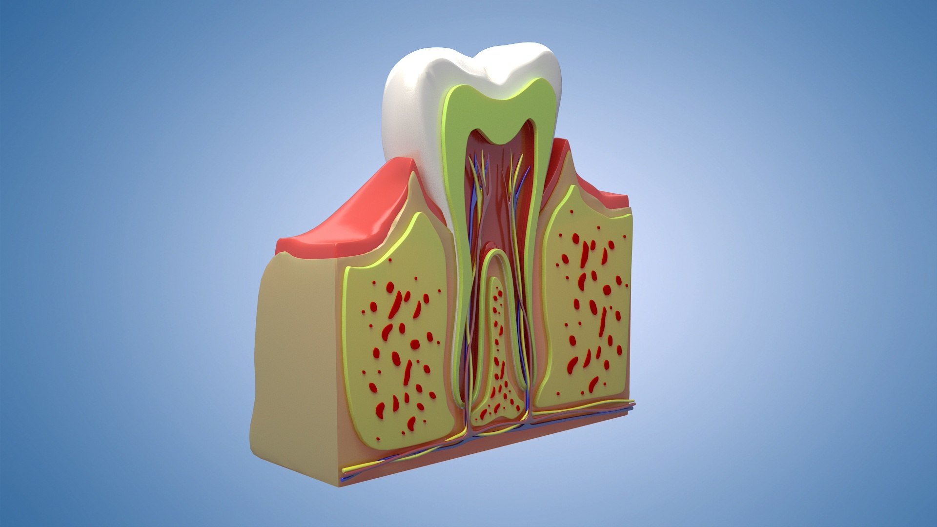 Medical Teeth Dental profile cortical structure of the gums ...