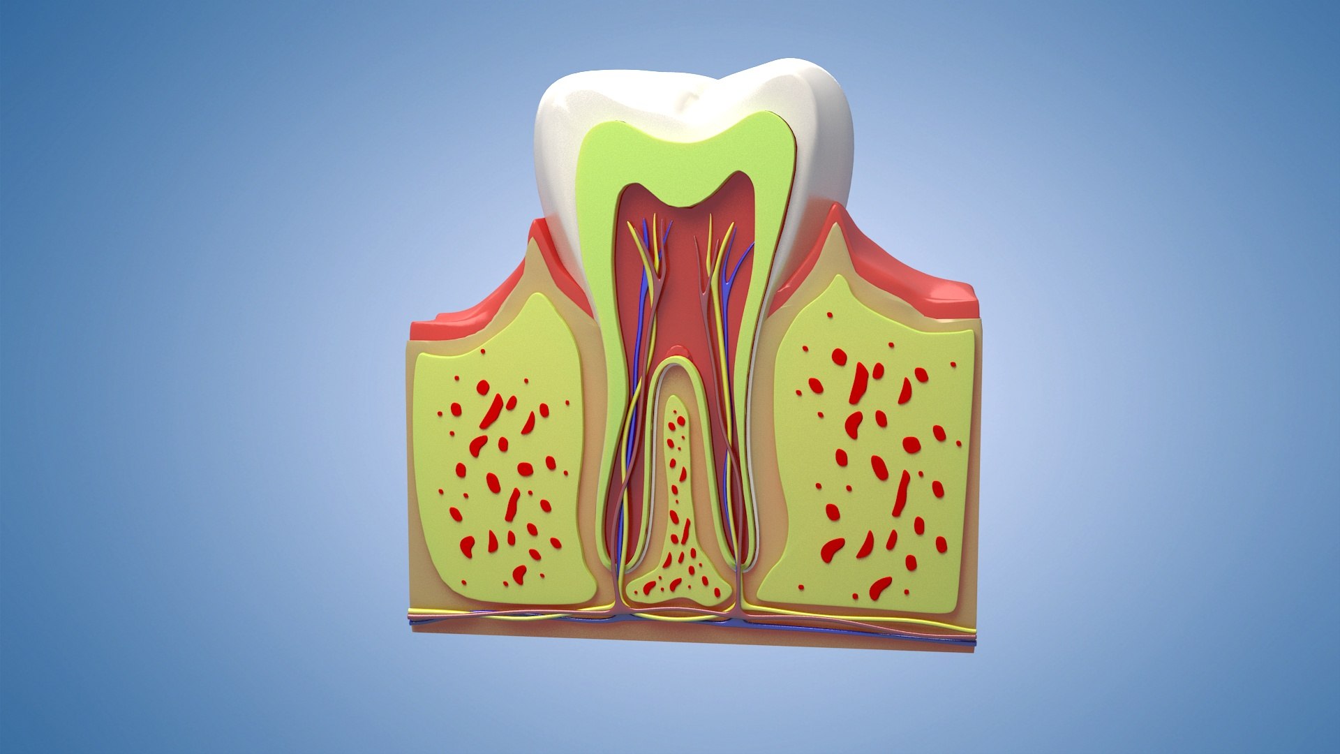 Medical Teeth Dental profile cortical structure of the gums ...