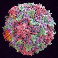 Polio Virus Capsid (scientifically accurate 3D structure)