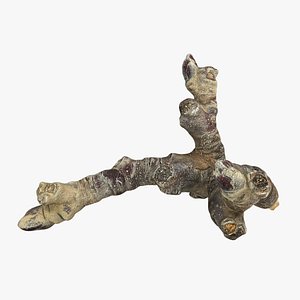3d model photorealistic branch