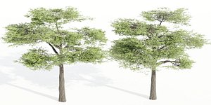 3D Acacia trees vol 87-Blender