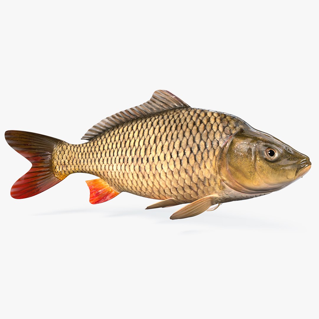 3D Asian Arowana Super Red Fish Model - TurboSquid 1469585