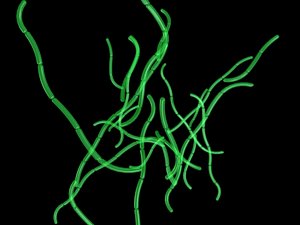 stomach bacteria animation 3d model