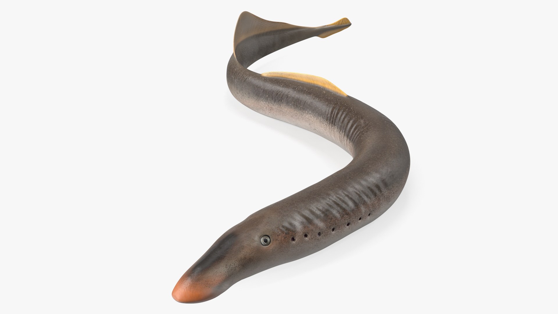 Lamprey Motion pose 3D model preview