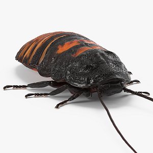 madagascar cockroach 3d 3ds