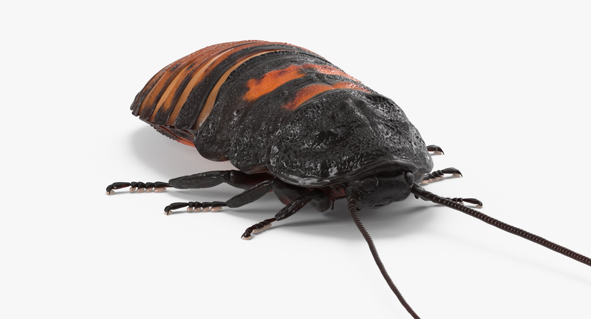 Madagascar Cockroach 3D model preview
